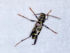Neoclytus scutellaris