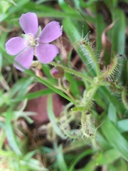 Drosera indica