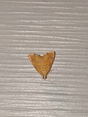 Glaphyria sesquistrialis