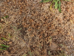Trifolium cernuum