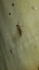 Maccaffertium ithaca