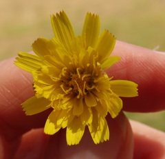 Crepis setosa