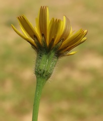 Crepis setosa