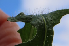 Crepis setosa