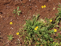 Crepis setosa