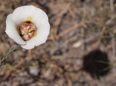 Calochortus