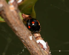 Hyperaspis lateralis