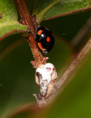 Hyperaspis lateralis