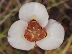 Calochortus