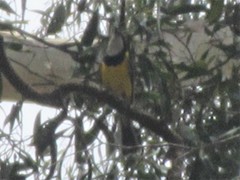 Pachycephala pectoralis