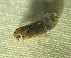 Synecdoche impunctata