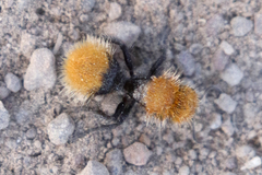 Dasymutilla coccineohirta