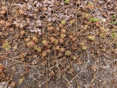 Trifolium cernuum