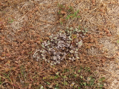 Psilocarphus oregonus