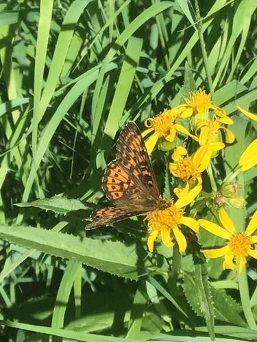 Arctic Fritillary photo 4