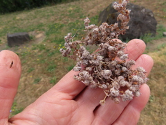 Psilocarphus oregonus