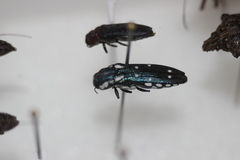 Agrilus walsinghami