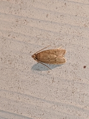 Autosticha kyotensis