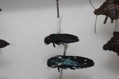 Agrilus huachucae