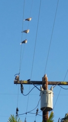 Streptopelia decaocto