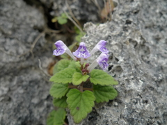 Scutellaria rubropunctata