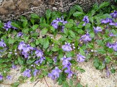 Ajuga pygmaea