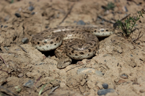 Desert Sand Boa