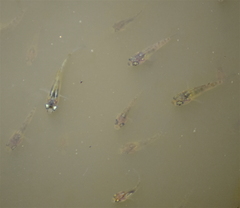 Poeciliidae