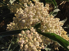 Asclepias eriocarpa