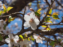 Prunus incisa