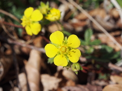 Potentilla freyniana