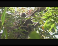 Prolemur simus
