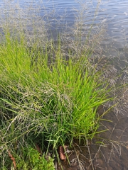 Glyceria arundinacea