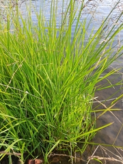 Glyceria arundinacea
