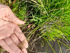 Glyceria arundinacea
