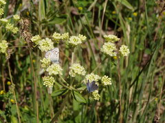 Euphilotes ancilla