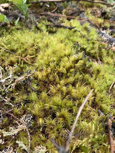 Ontario Dicranum Moss (Dicranum ontariense)
