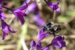 Bombus vancouverensis vancouverensis