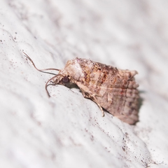 Chlumetia transversa