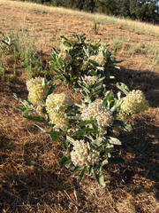 Asclepias eriocarpa