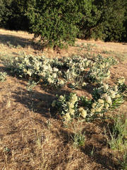 Asclepias eriocarpa