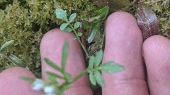 Cardamine umbellata