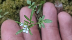 Cardamine umbellata