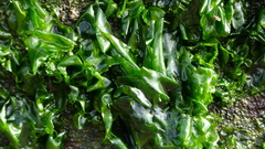Ulvaceae