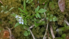 Cardamine umbellata