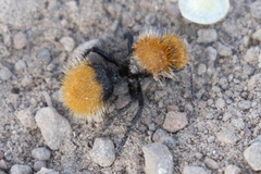 Dasymutilla coccineohirta