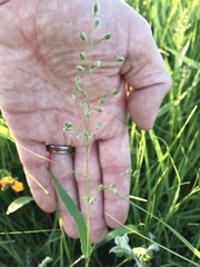 Dichanthelium leibergii