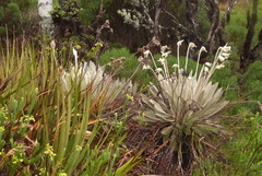 Espeletia conglomerata