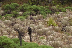 Espeletia conglomerata