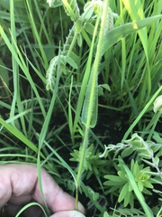 Dichanthelium leibergii